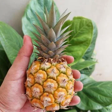Small pineapple fruit but already ripe Stock Photos