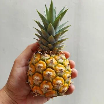 Small pineapple fruit but already ripe Stock Photos