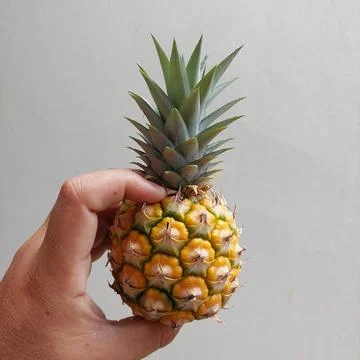 Small pineapple fruit but already ripe Stock Photos