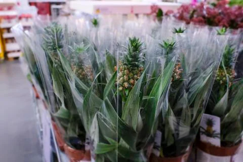 Small pineapple fruit in a flower pot, tropical indoor plant sale in the stor Stock Photos