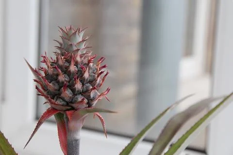 Small pineapple fruit growing on a potted houseplant near a bright window. .. Photos