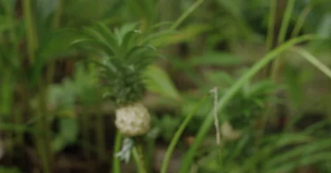 Small pineapple growing plants Stock Footage 68700236