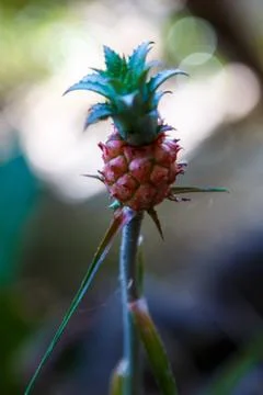 Small pineapple Stock Photos