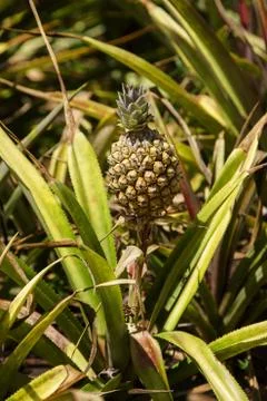 Small pineapple Stock-Fotos