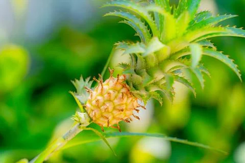 A small pineapple. Stock Photos