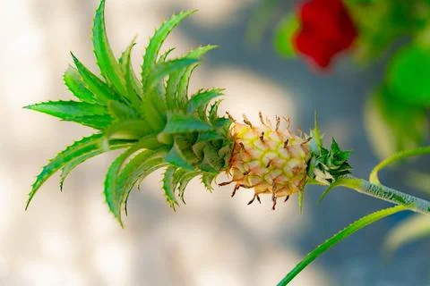 A small pineapple. 스톡 사진