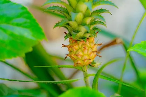 A small pineapple. Foto stock
