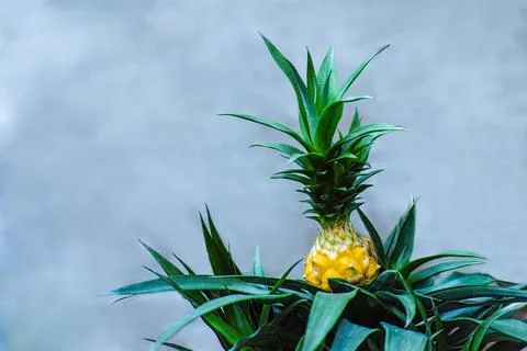 Small pineapples in ceramic pots. Growing exotic plants at home. Close-up Stock Photos