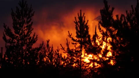 Small pines and forest fire on the background. Orange lighting. Stock Footage 269505909