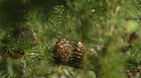 Small pines cones bouncing in the wind Stock Footage 3016711