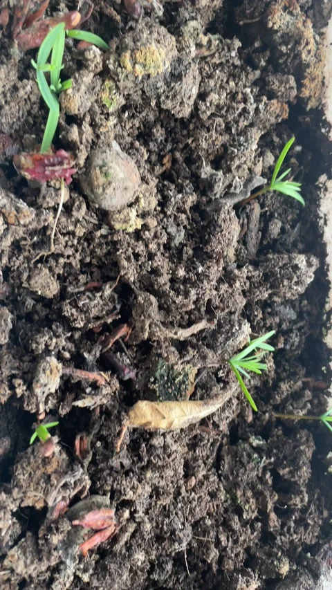 Small pines growing Stock Footage 164614668