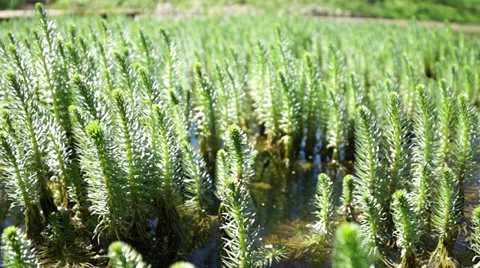 Small pines, trees, grass Stock Footage 31305999