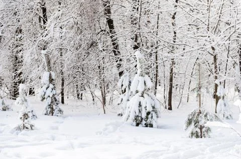 Small pines in winter forest Stock Photos