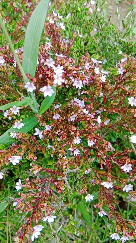 Small pink and brown flowers blooming amidst green foliage Stock Footage 346335776