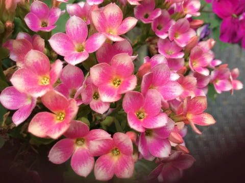 Small Pink and white flowers with an Ant Stock Photos