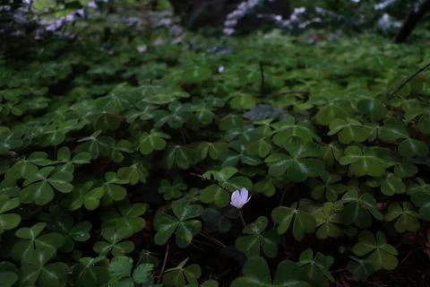 A small pink flower blooming in a patch of Redwood Sorrel, Oxalis Oregona Stock Photos