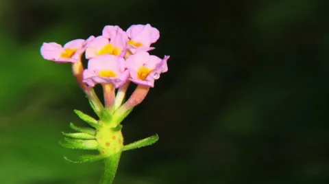 Small Pink Flower  Stock Footage 57641307