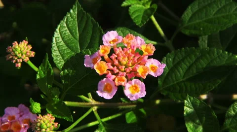 Small Pink Flower 库存影片 61647189