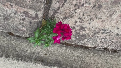A small pink flower grows resiliently out of a crack in a concrete wall-12 Stock-Footage 346102022