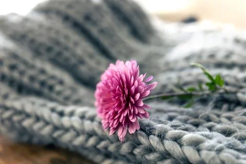 A small pink flower on a knitted element close-up. Stock Photos
