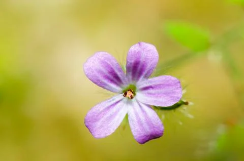 Small pink flower macro Stock Photos