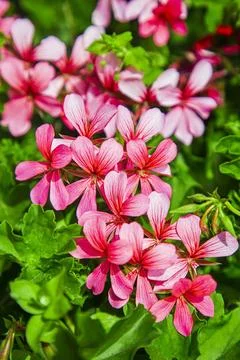 Small pink flower multiple small pink flower from spain Copyright: xZoonar... Foto stock