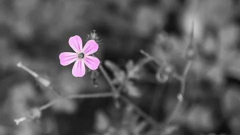 Small pink flower Stock Photos