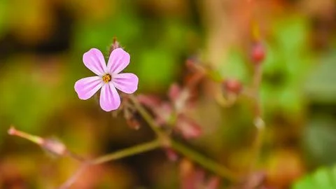 Small pink flower Stock Photos