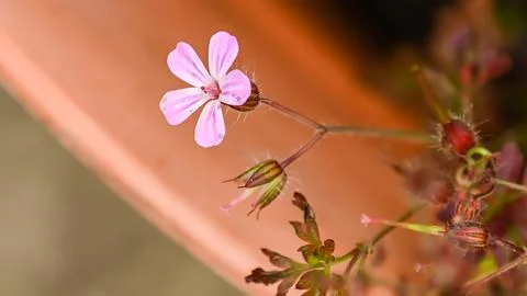 Small pink flower Stock Photos
