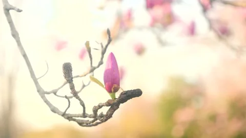 A small pink flower on a tree branch Stock Footage 236853052