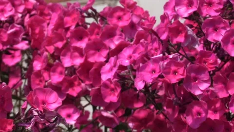 Small pink flowers Vidéo 209642233