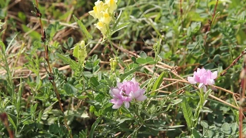 Small pink flowers in green grass and swaying in the wind on sunny summer day Stock Footage 137468366
