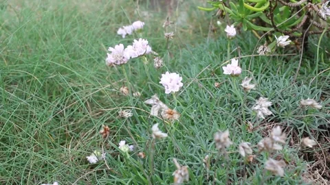 Small, pink flowers on the ground Stock Footage 236201666