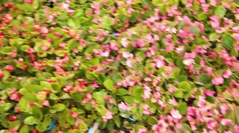 Small pink flowers pan Stock Footage 51536726