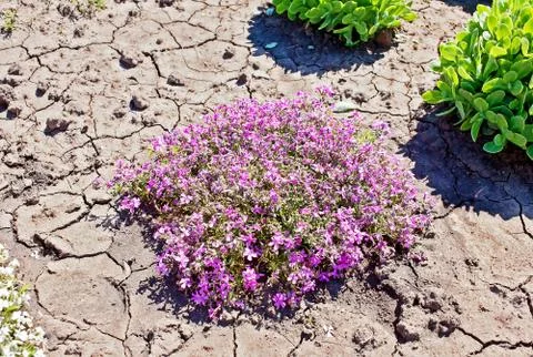 Small pink flowers Stock Photos