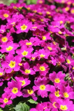 Small Pink flowers Foto stock