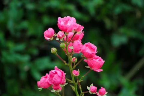 Small Pink Flowers 写真素材