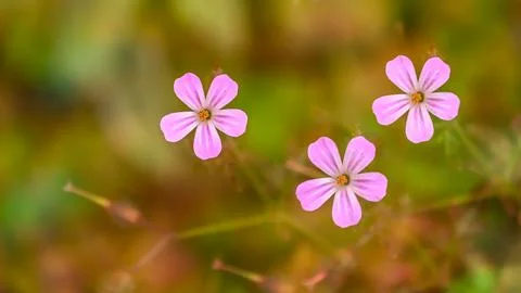 Small pink flowers Stock Photos