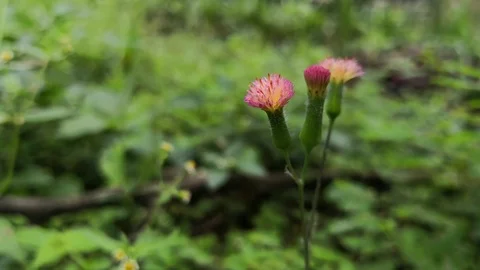 Small pink flowers swaying in the wind with a natural green background Stock Footage 100136468