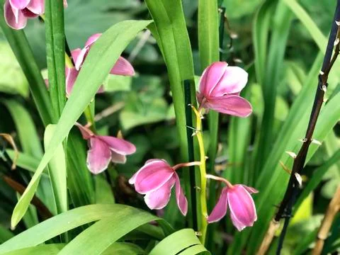 Small pink orchids background Foto stock