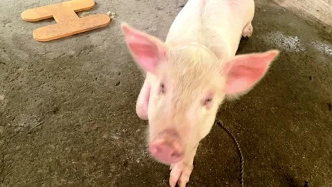A small pink pig with a patch and big ears sits on a leash under a canopy Stock Footage 245948710
