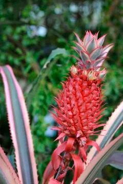 Small pink pineapple Stock Photos