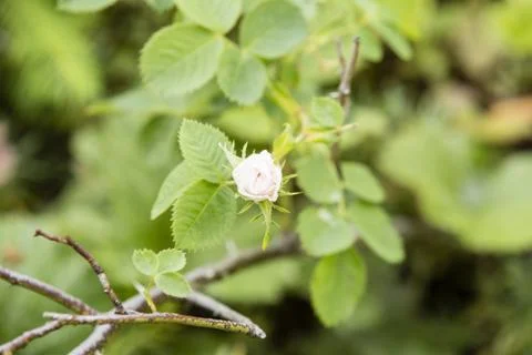 Small pink rose Stock Photos