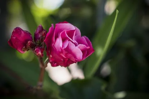 A small pink rose Stock Photos