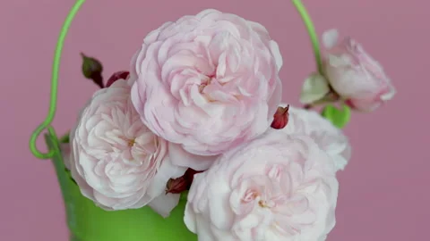 Small pink roses branches in eco shopping bag or small green cauldron Stock Footage 228399764