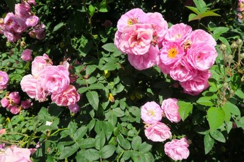 Small pink roses on a tree Stock Photos