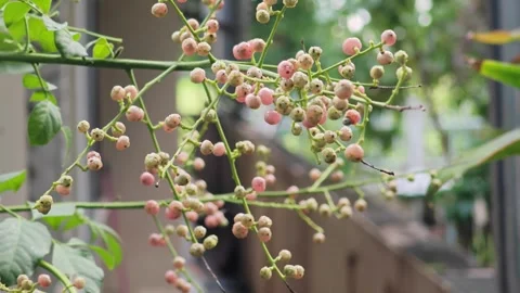 Small pink wild berries growing on a branch. Stock Footage 340202590