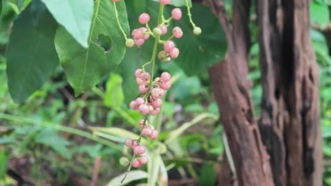 Small pink wild berries hanging on a stem. Vídeo Stock 340202640