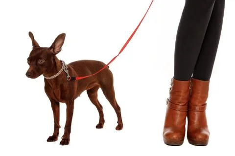 Small pinscher Stock Photos