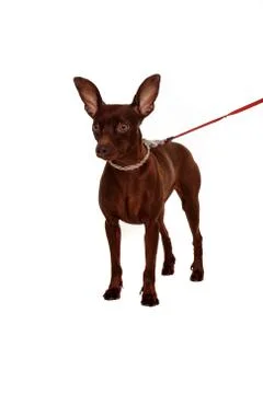 Small pinscher Stock Photos